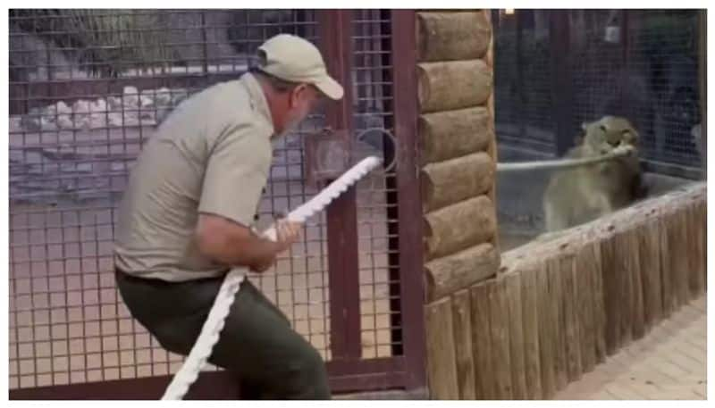 Zookeepers pulling the rope game with lion video goes viral bkg