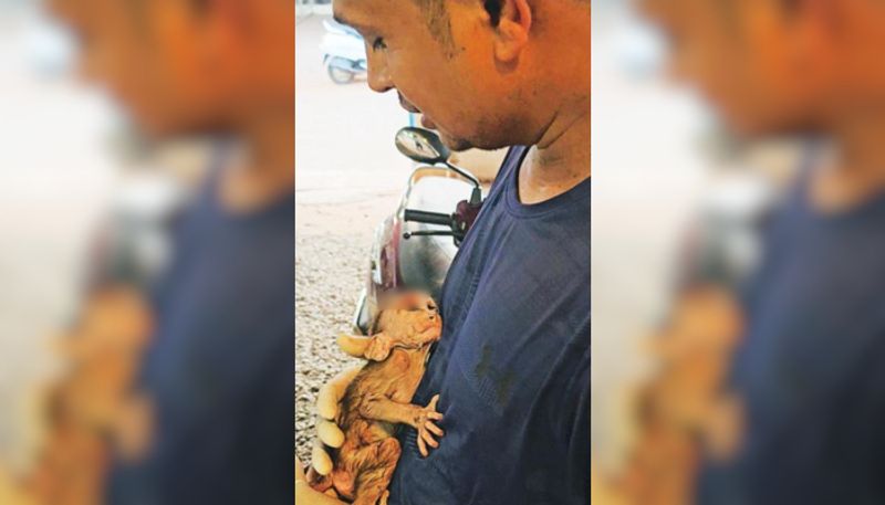 monkey and baby monkey met with an accident two youth took them to hospital SSM