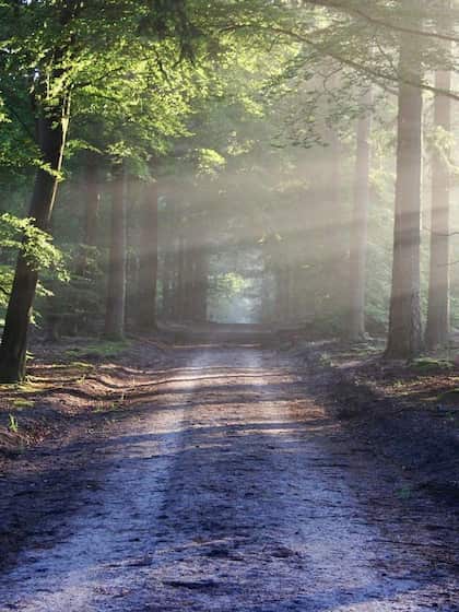 Forest Area Gains