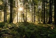  7 Most exquisite and unique forests around the world nti