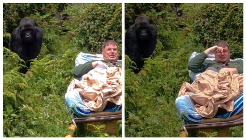 video of a gorilla arriving in front of a man who went into the forest to see the gorillas has gone viral bkg