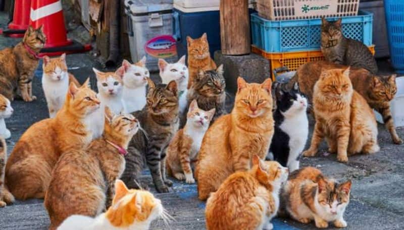 cats rules this island cat island aoshima in Japan rlp