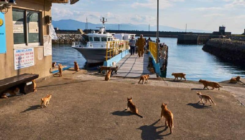 cats rules this island cat island aoshima in Japan rlp