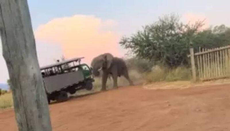 elephant pushing safari vehicle terrifying video rlp 