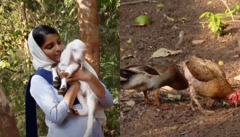 Saheera lost 3 goats 24 hens 2 ducks in stray dogs attack Kannur SSM