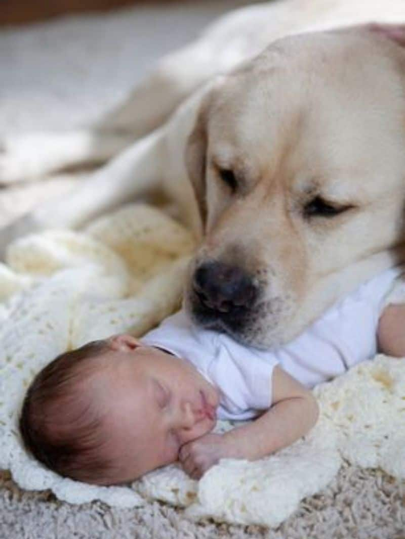 5 Friendly dog breeds considered safe around babiesrtm