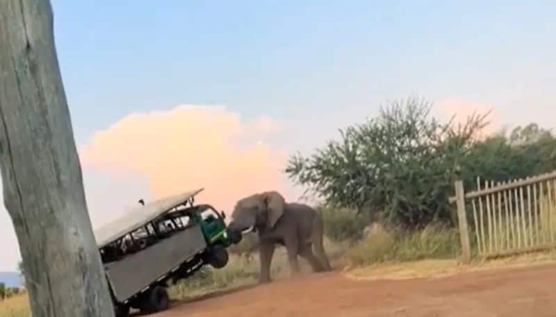 wild elephant lifted truck with tourists loaded viral video trending in internet ans