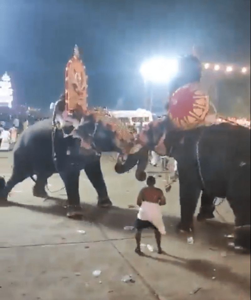 Elephant Attacks Another Elephant At Kerala Temple Event, Many Injured Rya