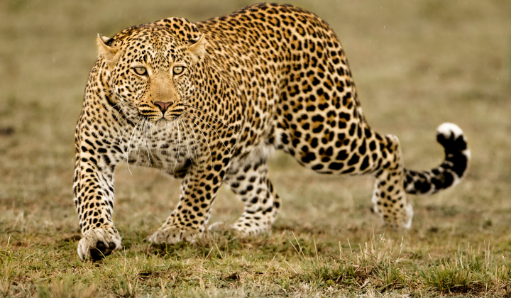 Leopard spotted behind the house in Thrissur says family 