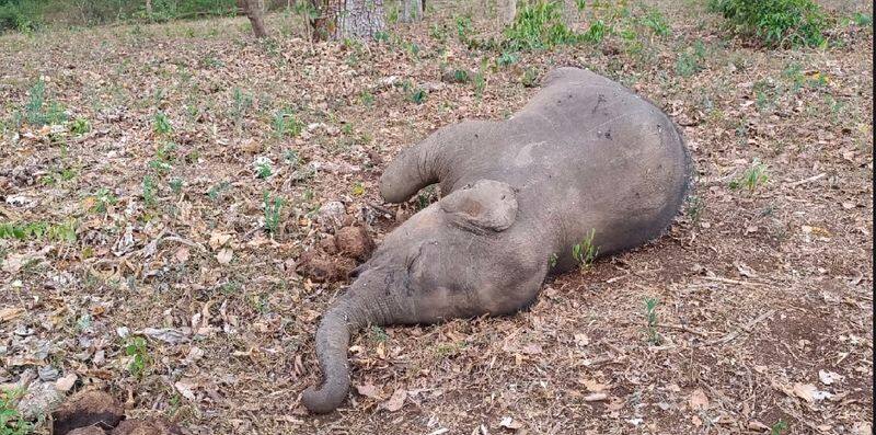 wild elephant died in BRT at chamarajanagar rav