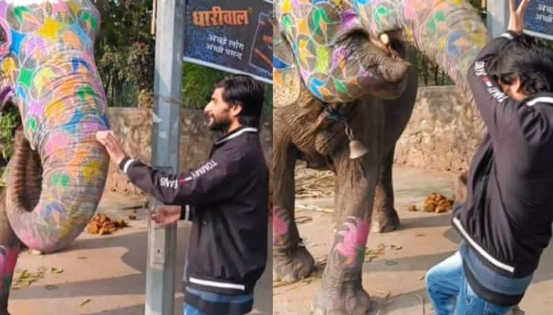 man get too close to elephant sends flying rlp