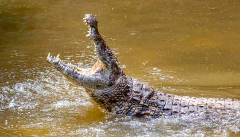 crocodile appears in human made lake  residents in great fear 