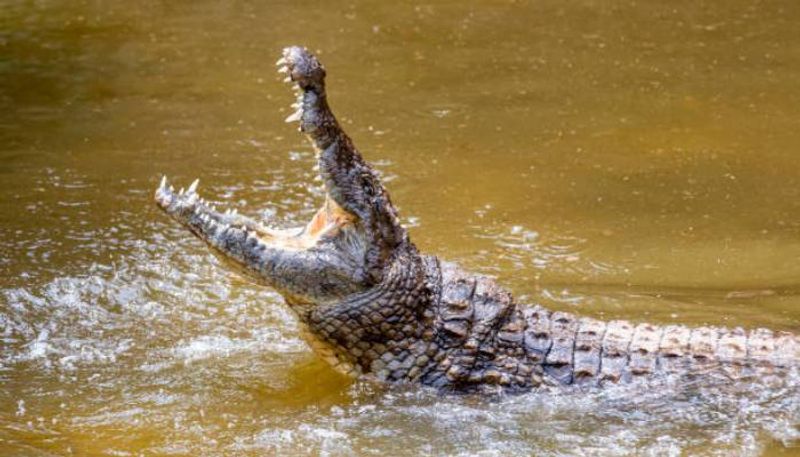 Maharashtra 19 year old trapped in crocodile den rescued after five days rlp