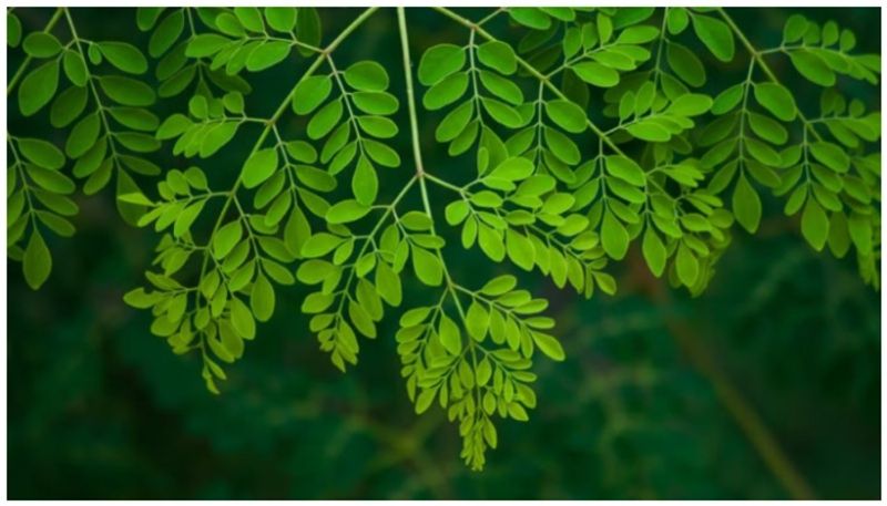 can diabetics eat moringa leaves