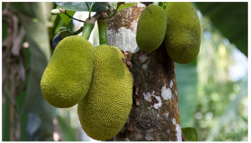 amazing benefits of jackfruit that you should know