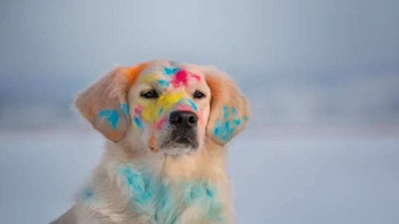 Holi 2024: 5 tips on how to enjoy a pet friendly Holi