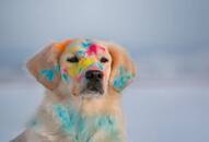 Holi 2024: 5 tips on how to enjoy a pet-friendly Holi nti