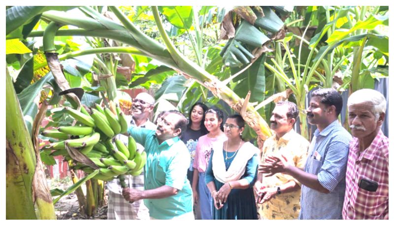 Hotel waste composted better yield in banana cultivation 