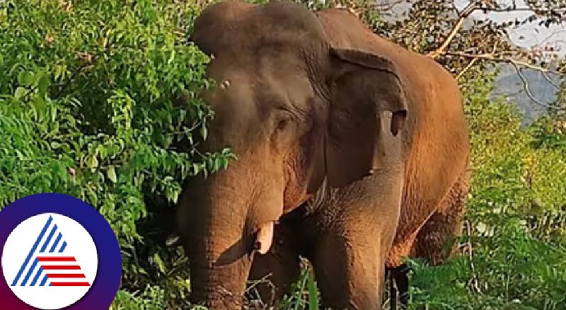 2 killed in wild elephant attack in week 8 people died in 8 months at chikkamagaluru rav