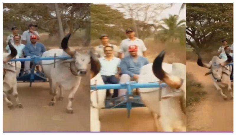 Actor Darshan bullock cart ride with friends nbn