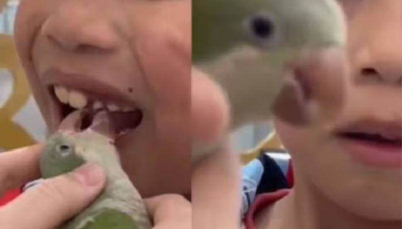 dentist parrot extracting rotten tooth unbelievable video rlp