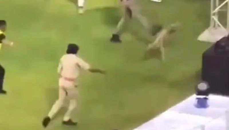 cricket IPL 2024: Outrage among Animal activists as Dog gets kicked during GT vs MI (WATCH) osf