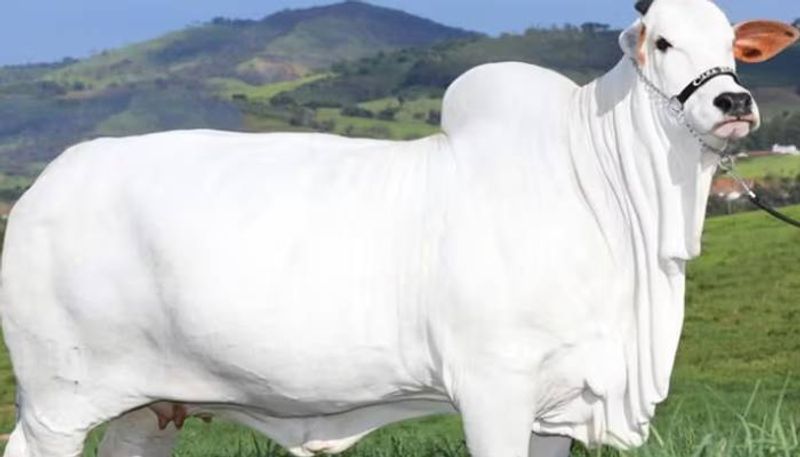 Nelore Cattle Viatina 19 FIV Mara Imoveis sold for 40 crore in brazil most expensive cow rlp