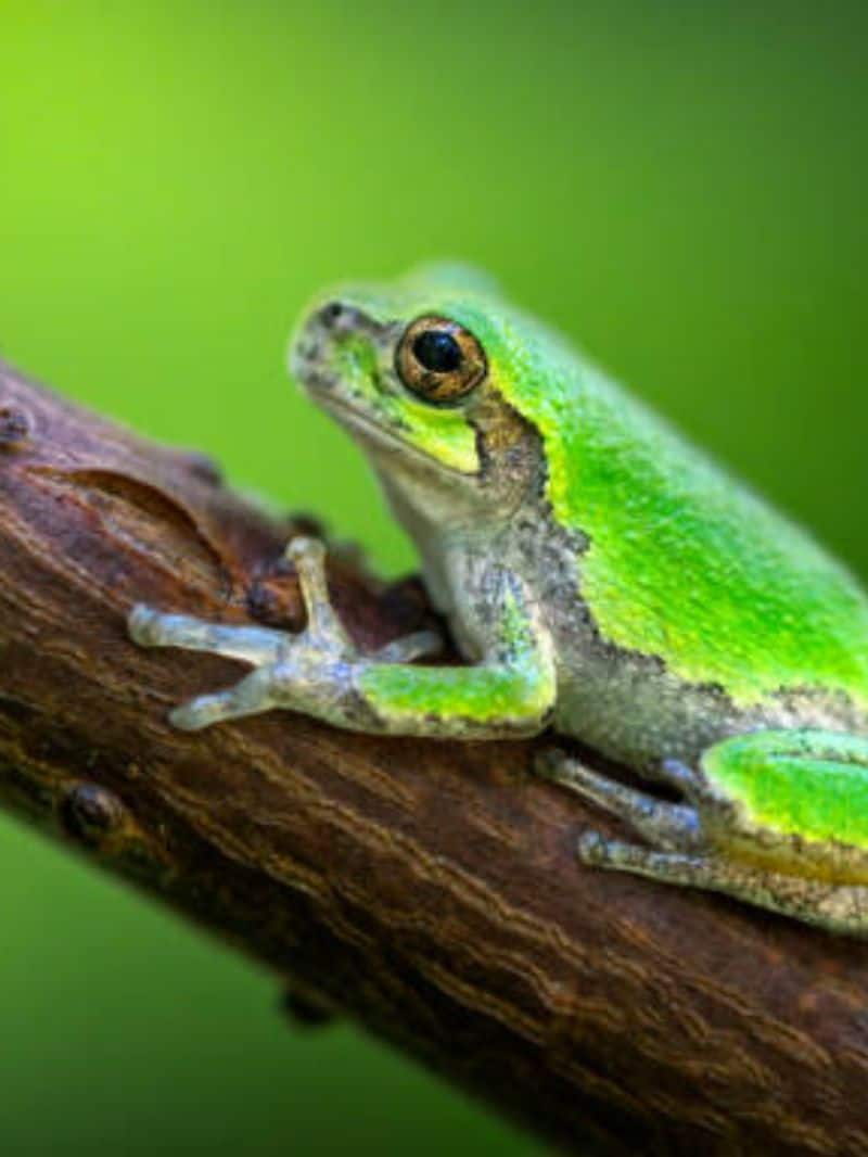 Frog to Horse: 5 Animals that are lucky as per Feng Shui RTM