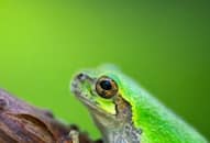 Frog to Horse: 5 Animals that are lucky as per Feng Shui RTM