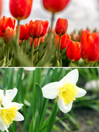 7 stunning, beautiful flowers to grow this April