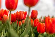 Tulips to Daffodils: 7 flowers you can plant and grow this April ATG