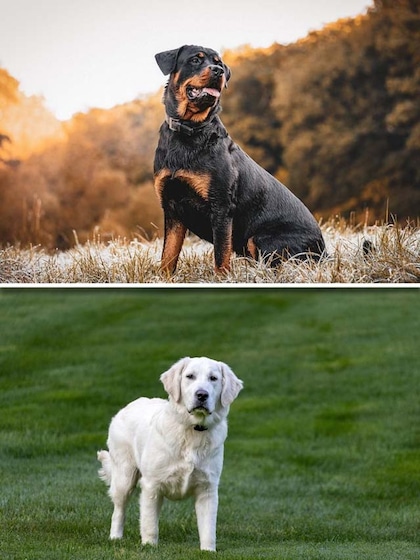 Rottweiler to Golden Retriever-7 popular dog breeds in India