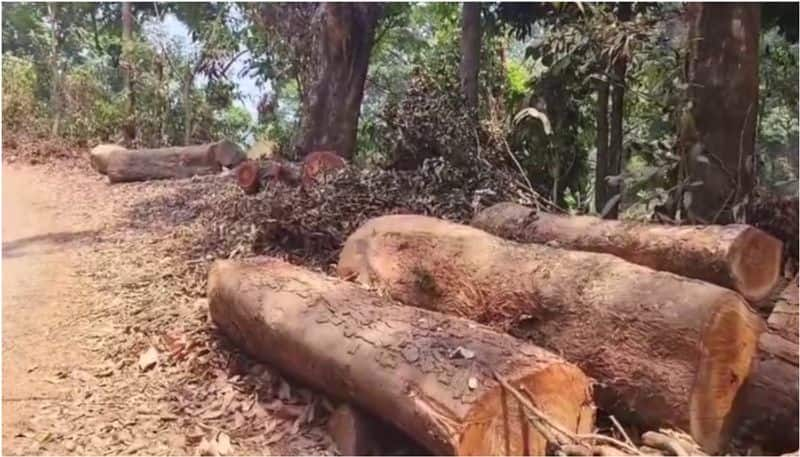 Park maintainer imposed penalty for cutting trees at Udupi gow