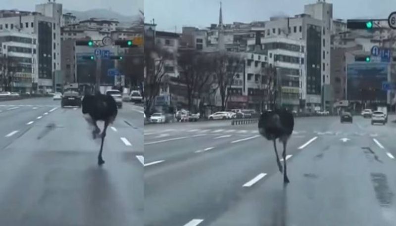 Tadori escaped Ostrich running in city north korea video rlp