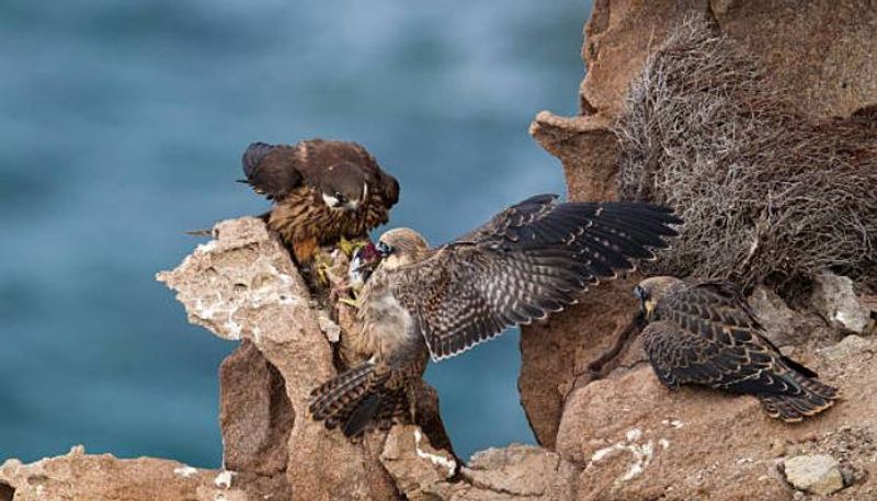 Eleonoras falcon catching prey alive and stuffing them in rocks rlp