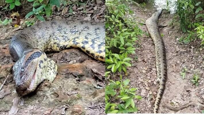 World's largest Green Anaconda, discovered weeks ago, found dead in Amazon rainforest vkp