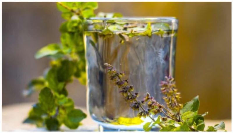 health benefits of drinking tulsi water