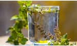 benefits of drinking tulsi water on an empty stomach in telugu ram 