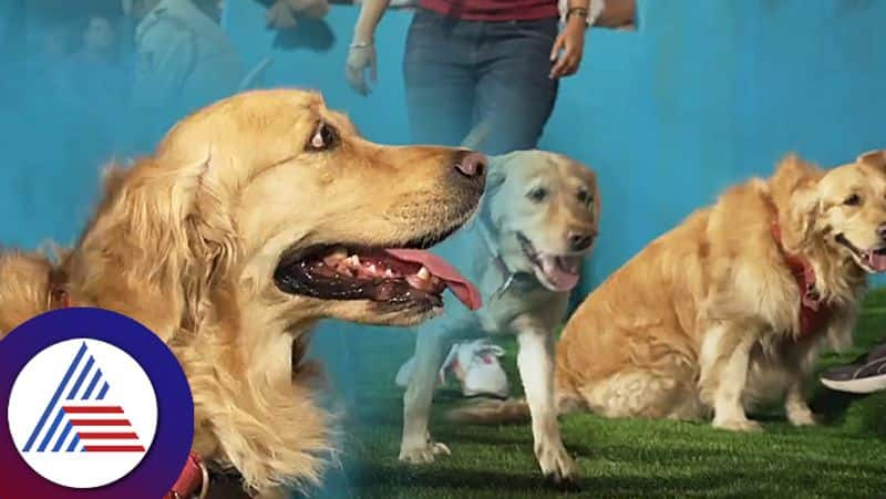 RCB Dog Out a dedicated place for pets at M Chinnaswamy Stadium in Bengaluru kvn