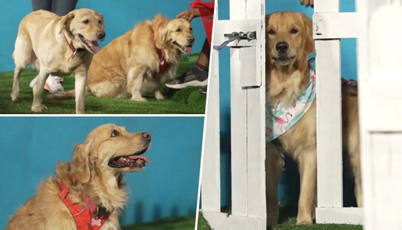 Bengaluru: RCB makes history with 'dog out' section at Chinnaswamy stadium for furry friends anr