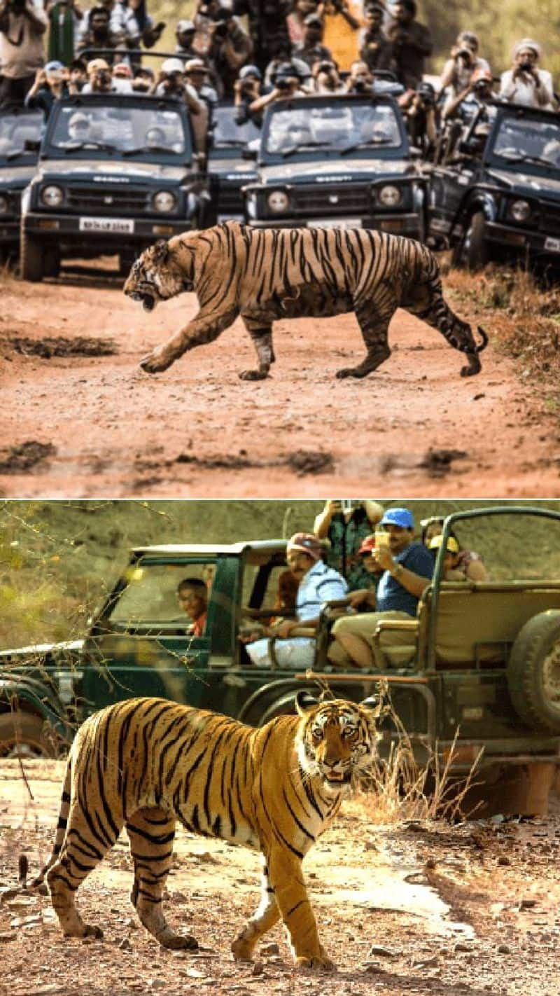 Into the Wild Plan an exciting jungle safari at Ranthambore today iwh