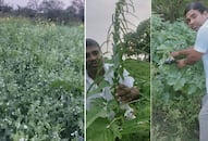 Inspirational story of Jhansi farmer Dharmendra Namdev who does cow urine based farming zrua