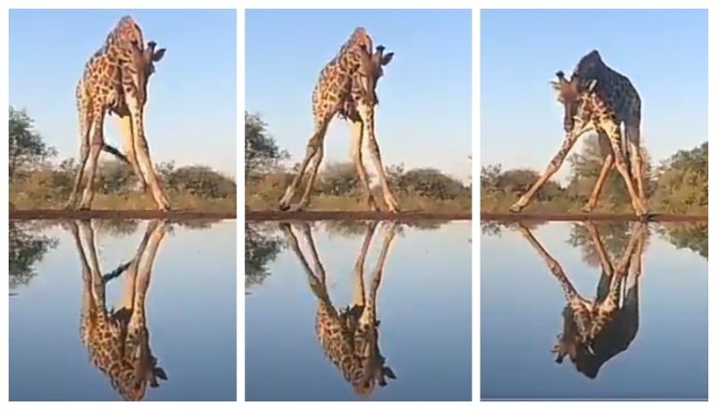 Video of giraffe struggling to drink water goes viral bkg