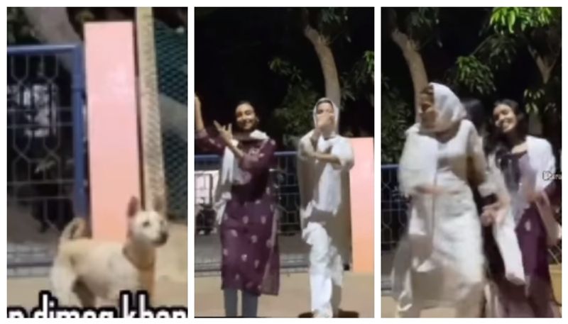 stray dog arriving during the girls's reels dance shoot go viral bkg