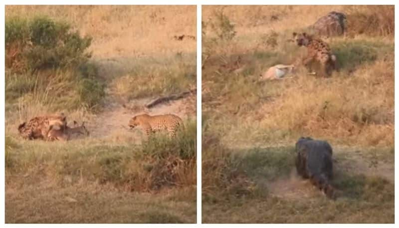 video of a leopard a hyena and a crocodile hunting deer has gone viral bkg