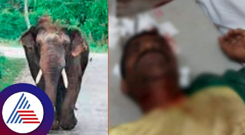 Farmer seriously injured in wild elephant attack at hassan rav