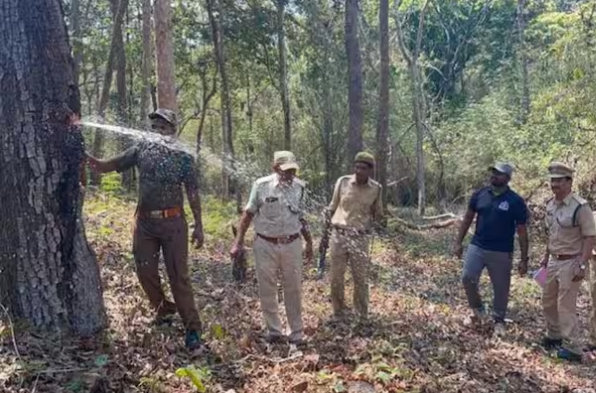 Andhra Pradesh Forest Department officials cutting Indian laurel tree Outflowing water mma  