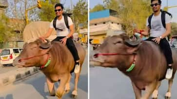 Haryana Viral Video News Man Bull Riding Stunt On Busy Road in Haryana Breaks Internet With 41M Views XSMN