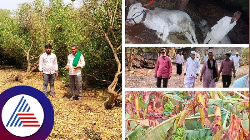 Crop damage due to storm lightning at vijayapur rav