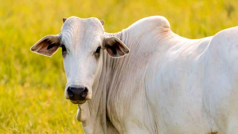 83 Percent of Cows Vaccinated in Karnataka grg 